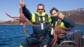 记者爆料帝王蟹事件视频,真相背后令人震惊